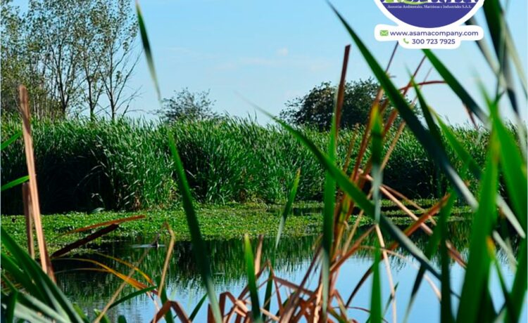 ASAMA asesorias ambientales